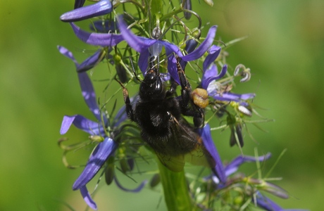 Distelhummel (Bombus soroeensis proteus) - © Johann Neumayer